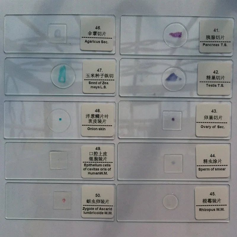 50 PCS Prepared Microscope Slides Learning Resources Slice in Box Basic Science Teaching Learning Specimen