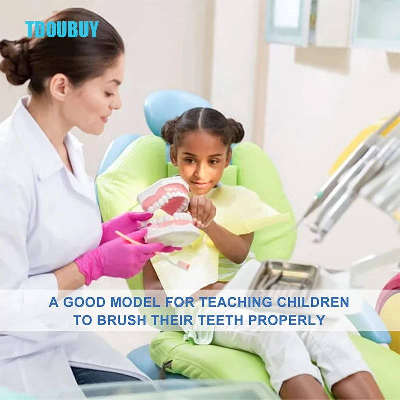 Teeth Model for Kids - 2 Times Teeth Model Large Teeth Model with Toothbrush Oversized Dental Model for Teeth Brushing
