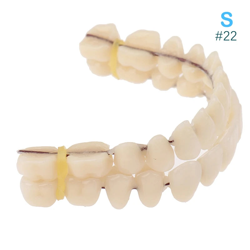 3size Universal Resin False Teeth Resin Model Durable Dentures Dental Material Teeth Teaching Model Dedicated Teeth