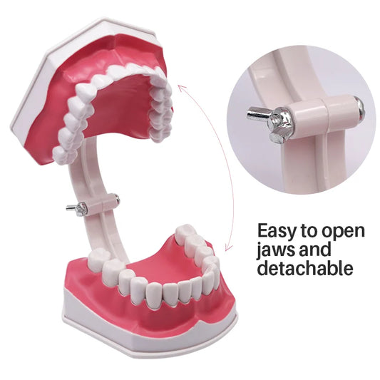 Giant Teeth Model with Toothbrush and Removable Teeth Standard Human Teeth Didactic Teaching Demonstration Education
