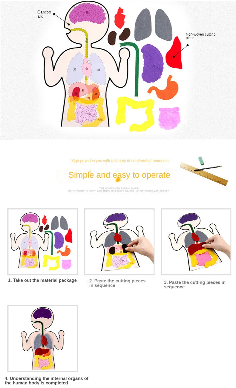 Biology teacher accessories DIY Organ Teaching Aids Scholar kit Home School Biological Science Educational Toys For Children 88