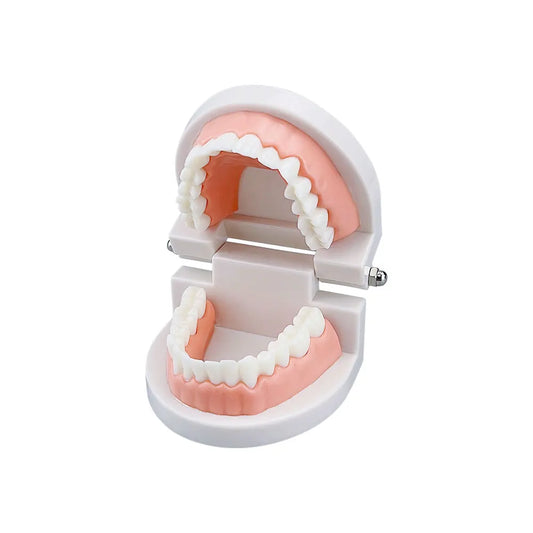 Standard 28 Tooth Teeth Teaching Model Children's Teeth Brushing Model Care Oral Education Studying Practice Tools