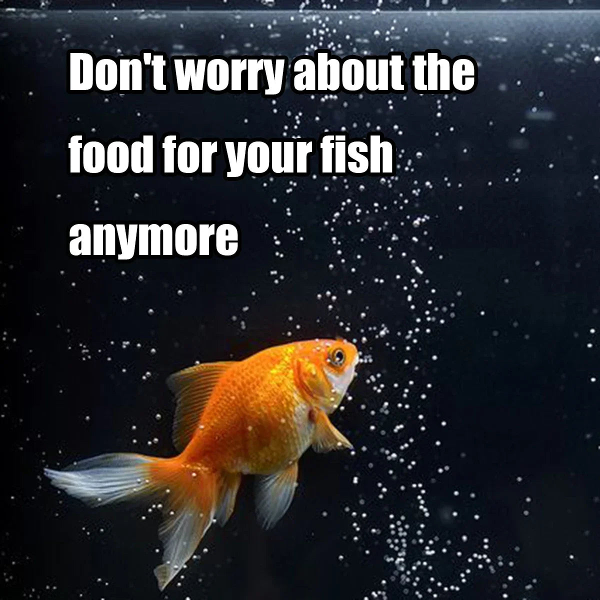 Automatic Fish Feeder for Aquarium,100ml Capacity Auto Fish Feeders Easy to Set Up with Battery