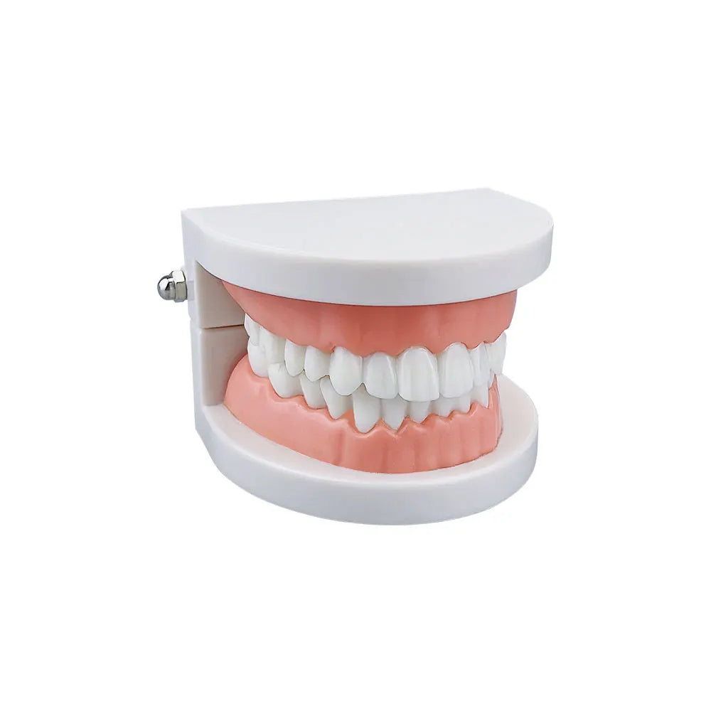 Standard 28 Tooth Teeth Teaching Model Children's Teeth Brushing Model Care Oral Education Studying Practice Tools