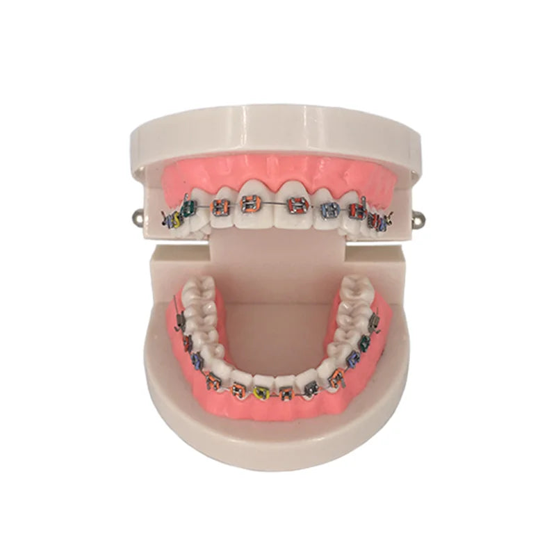 41 Styles Dental Model Teeth Teaching Model Dentist Typodont Orthodontic Jaw Model For Studying   Dentistry Products Accessories