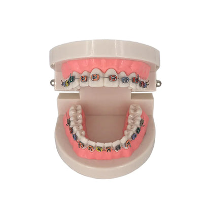 41 Styles Dental Model Teeth Teaching Model Dentist Typodont Orthodontic Jaw Model For Studying   Dentistry Products Accessories