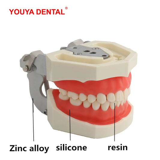 28/32 Teeth Model For Dental Technician Practice Training Jaw Typodont  Standard Dental Model Teeth Teaching Model With Soft Gum