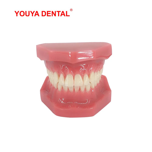 Dental Teeth Model For Studying Teaching Education Normal Adult Tooth Model Oral Dentistry Medical Dental Products  High Quality