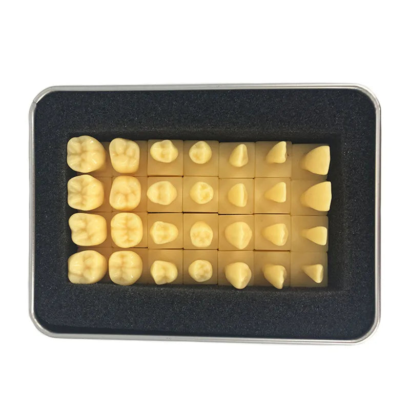 41 Styles Dental Model Teeth Teaching Model Dentist Typodont Orthodontic Jaw Model For Studying   Dentistry Products Accessories