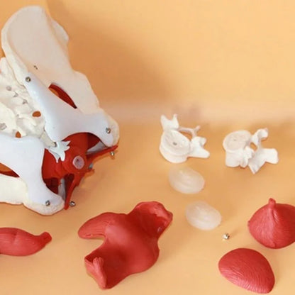 Female Pelvis Pelvic Floor Muscle Model Uterus Ovary Muscle Teaching Resources Educational Supplies Removable