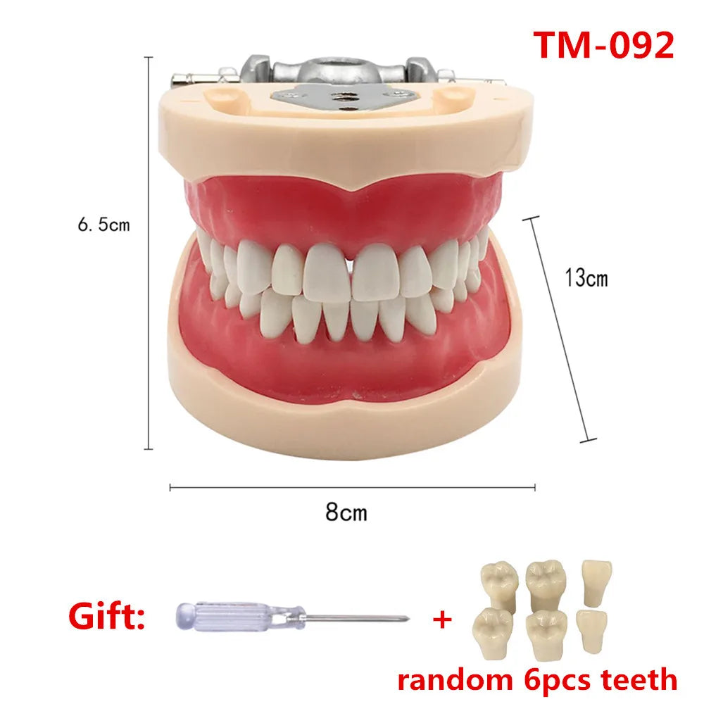 41 Styles Dental Model Teeth Teaching Model Dentist Typodont Orthodontic Jaw Model For Studying   Dentistry Products Accessories