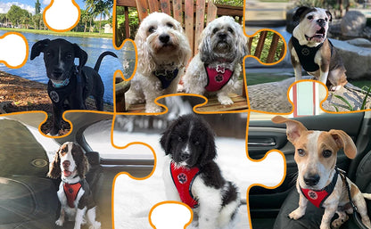 Dog Seatbelt Harness Pet Seat Belt Double Breathable Mesh Cloth Vest Adjustable Dog Connecting Belt and Car Seat Belt Extender