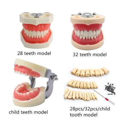 41 Styles Dental Model Teeth Teaching Model Dentist Typodont Orthodontic Jaw Model For Studying   Dentistry Products Accessories