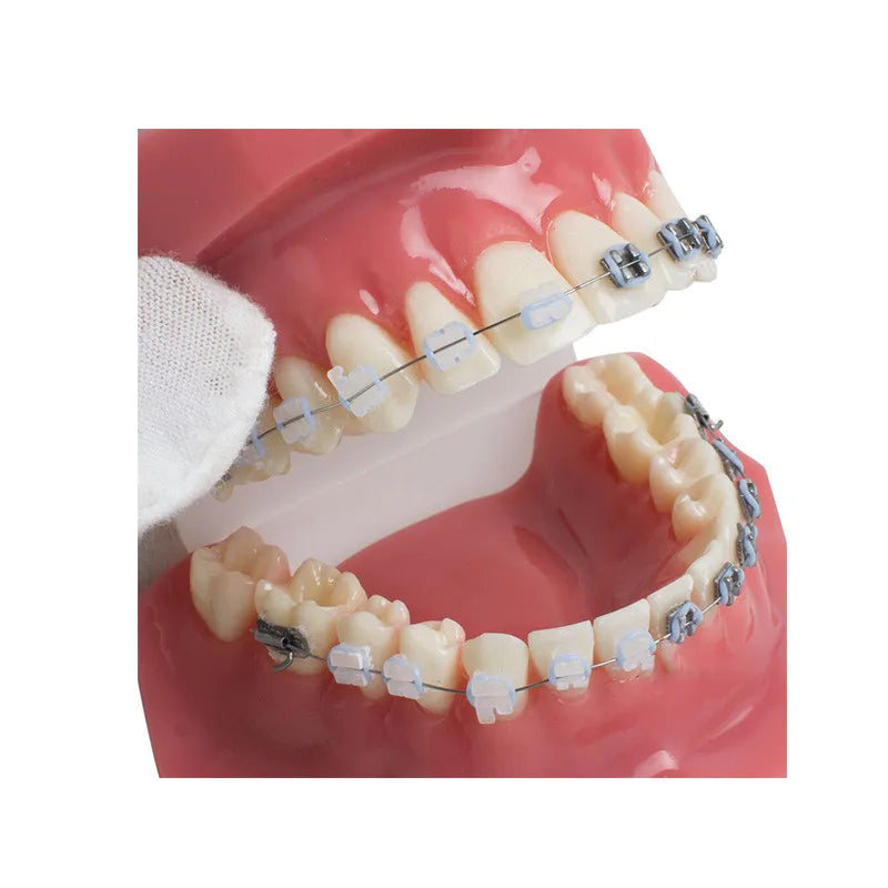 41 Styles Dental Model Teeth Teaching Model Dentist Typodont Orthodontic Jaw Model For Studying   Dentistry Products Accessories