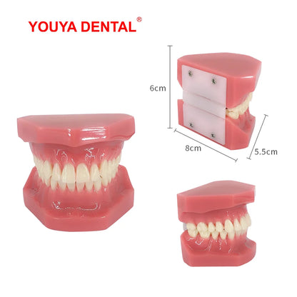 Dental Teeth Model For Studying Teaching Education Normal Adult Tooth Model Oral Dentistry Medical Dental Products  High Quality