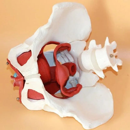 Female Pelvis Pelvic Floor Muscle Model Uterus Ovary Muscle Teaching Resources Educational Supplies Removable