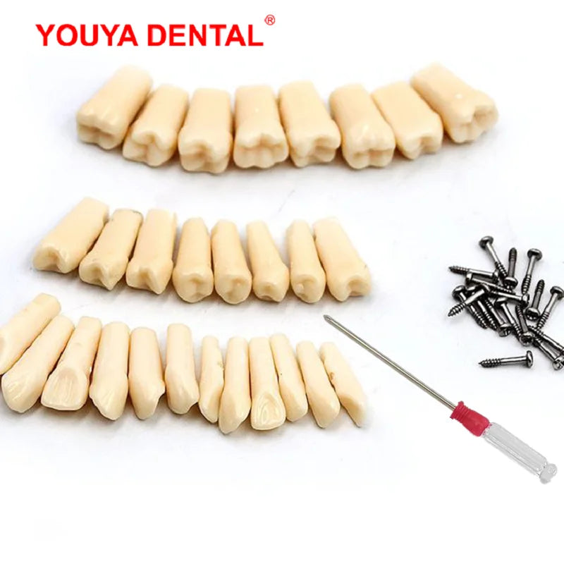41 Styles Dental Model Teeth Teaching Model Dentist Typodont Orthodontic Jaw Model For Studying   Dentistry Products Accessories