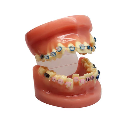 41 Styles Dental Model Teeth Teaching Model Dentist Typodont Orthodontic Jaw Model For Studying   Dentistry Products Accessories