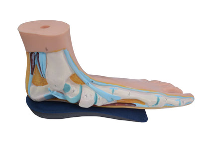 1 Pair EVA Flat Foot Orthotics Arch Support Half Shoe Pad Orthopedic Insoles Foot Care for Men and Women