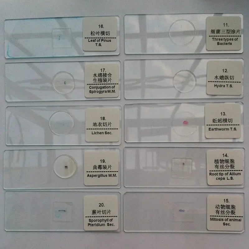 50 PCS Prepared Microscope Slides Learning Resources Slice in Box Basic Science Teaching Learning Specimen