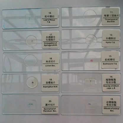 50 PCS Prepared Microscope Slides Learning Resources Slice in Box Basic Science Teaching Learning Specimen