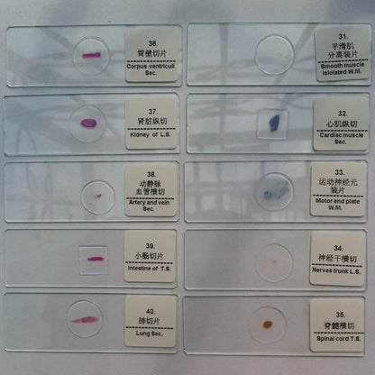 50 PCS Prepared Microscope Slides Learning Resources Slice in Box Basic Science Teaching Learning Specimen