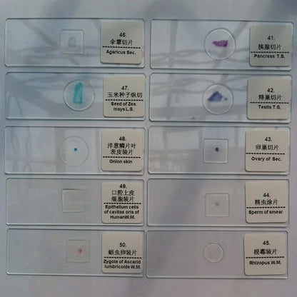 50 PCS Prepared Microscope Slides Learning Resources Slice in Box Basic Science Teaching Learning Specimen