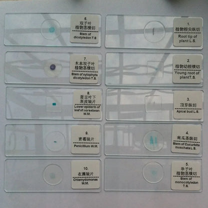 50 PCS Prepared Microscope Slides Learning Resources Slice in Box Basic Science Teaching Learning Specimen