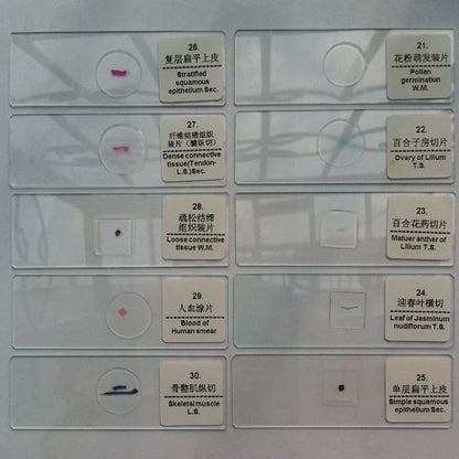 50 PCS Prepared Microscope Slides Learning Resources Slice in Box Basic Science Teaching Learning Specimen