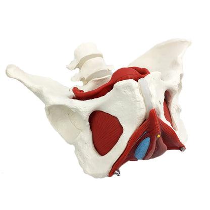 Female Pelvis Pelvic Floor Muscle Model Uterus Ovary Muscle Teaching Resources Educational Supplies Removable