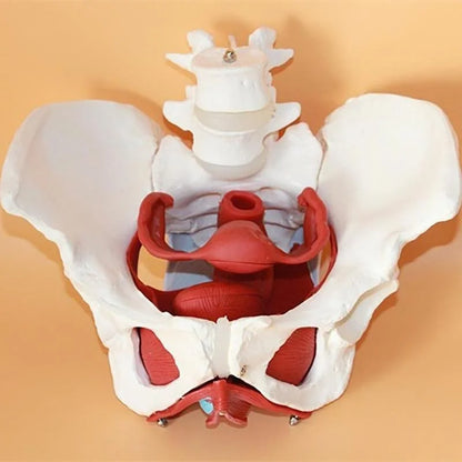 Female Pelvis Pelvic Floor Muscle Model Uterus Ovary Muscle Teaching Resources Educational Supplies Removable