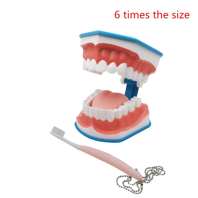41 Styles Dental Model Teeth Teaching Model Dentist Typodont Orthodontic Jaw Model For Studying   Dentistry Products Accessories