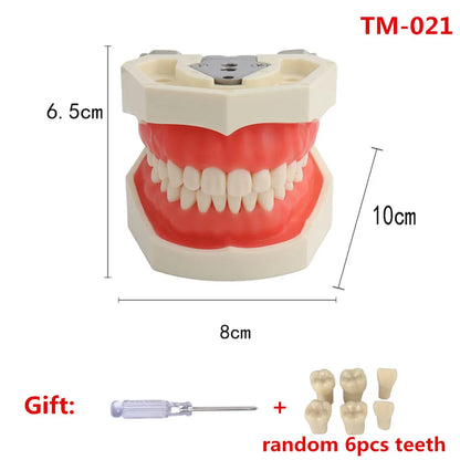 28/32 Teeth Model For Dental Technician Practice Training Jaw Typodont  Standard Dental Model Teeth Teaching Model With Soft Gum