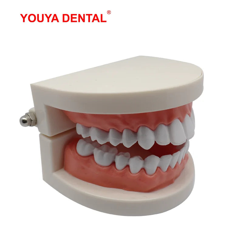 41 Styles Dental Model Teeth Teaching Model Dentist Typodont Orthodontic Jaw Model For Studying   Dentistry Products Accessories
