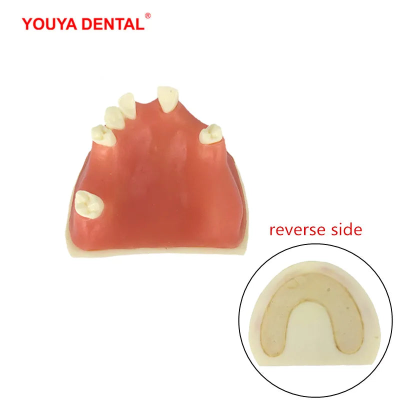 41 Styles Dental Model Teeth Teaching Model Dentist Typodont Orthodontic Jaw Model For Studying   Dentistry Products Accessories