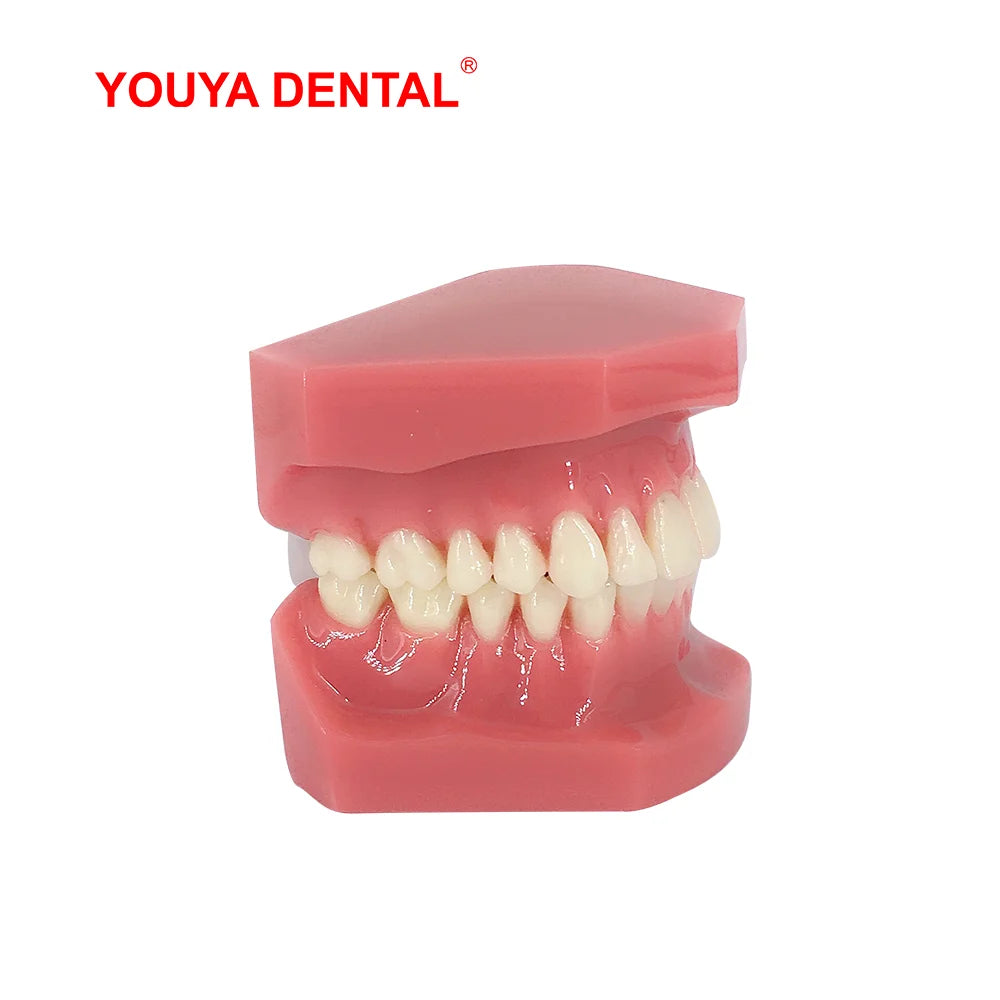 41 Styles Dental Model Teeth Teaching Model Dentist Typodont Orthodontic Jaw Model For Studying   Dentistry Products Accessories