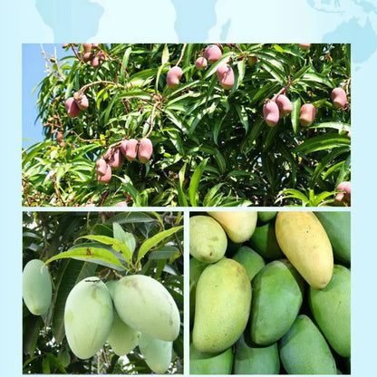 50g Dimollaure Organic Mango Butter Raw Skin Care Face Products Cosmetics Handmade Soap Materials Base Oil Cosmetics Raw