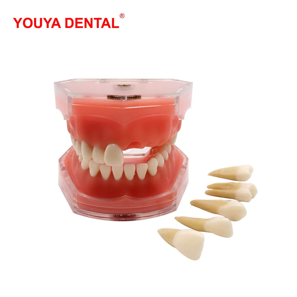 41 Styles Dental Model Teeth Teaching Model Dentist Typodont Orthodontic Jaw Model For Studying   Dentistry Products Accessories