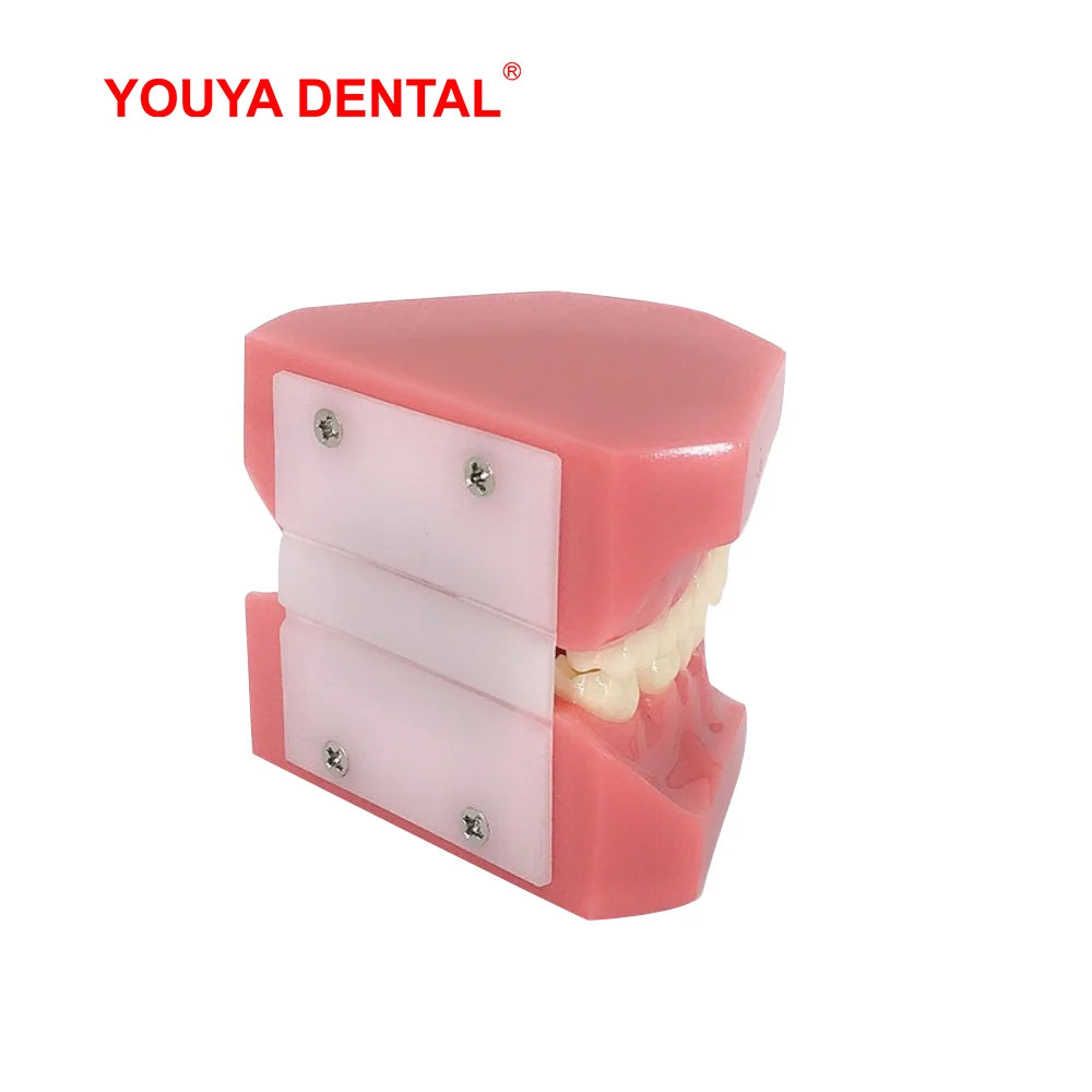 Dental Teeth Model For Studying Teaching Education Normal Adult Tooth Model Oral Dentistry Medical Dental Products  High Quality