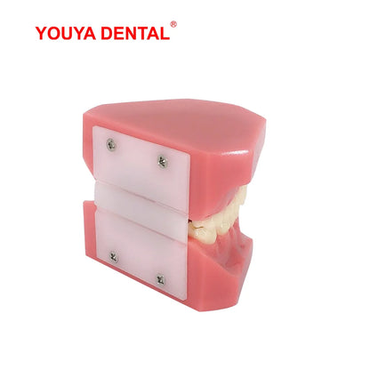 Dental Teeth Model For Studying Teaching Education Normal Adult Tooth Model Oral Dentistry Medical Dental Products  High Quality