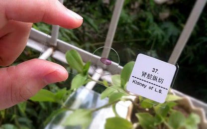 50 PCS Prepared Microscope Slides Learning Resources Slice in Box Basic Science Teaching Learning Specimen