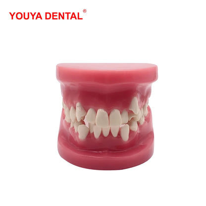 41 Styles Dental Model Teeth Teaching Model Dentist Typodont Orthodontic Jaw Model For Studying   Dentistry Products Accessories