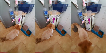 Pet Dog Cat Water Dispenser Nozzle Hanging Bottle Water Beverage Fountain Head Leak-Proof Feeder Bowl Pet Feeding Device 강아지 급수기