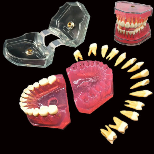 Dental Standard Typodont  Model Soft Gum  With 28 Removable Teeth Adult for Study Demo Teaching