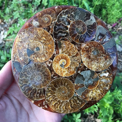 Ammonite discs, perfect home décor and aura healing, crystal crafts meditation photo props, home décor stones, holiday gifts