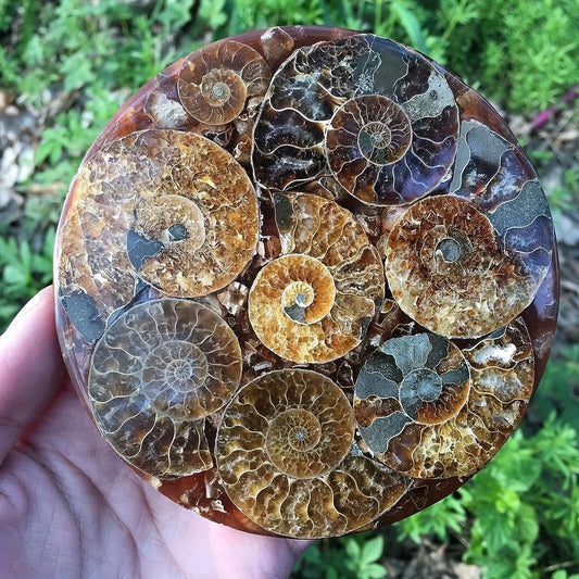 Ammonite discs, perfect home décor and aura healing, crystal crafts meditation photo props, home décor stones, holiday gifts