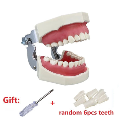 Dental Teaching Model Teeth Typodont With 28pcs Removable Teeth Dentistry Dentist Education Training Practice Demonstration Tool