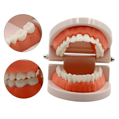 1pc Dental Teeth Model Standard Teeth Teaching Adult Tooth Model Study Training Tool Dentistry Lab Teeth Learn Material