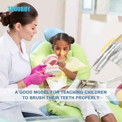 Teeth Model for Kids - 2 Times Teeth Model Large Teeth Model with Toothbrush Oversized Dental Model for Teeth Brushing