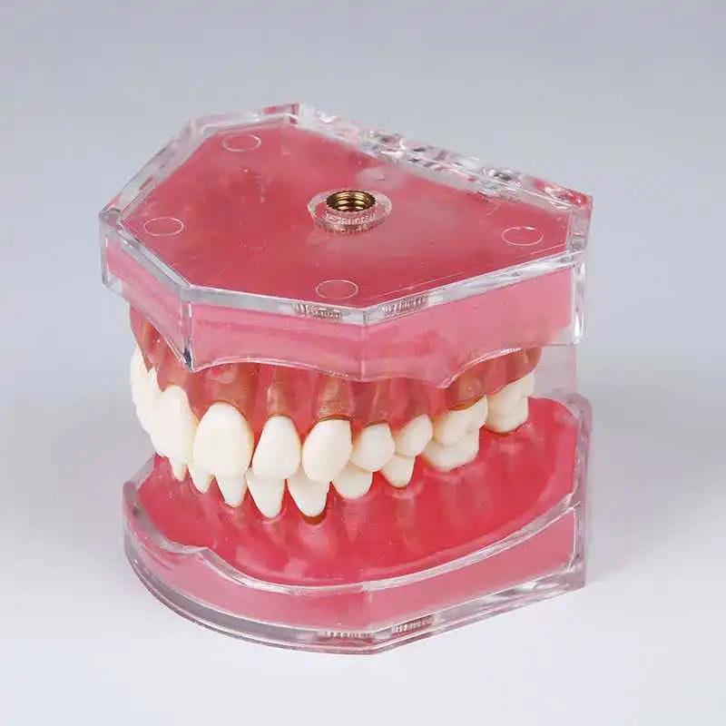 Dental Standard Typodont  Model Soft Gum  With 28 Removable Teeth Adult for Study Demo Teaching